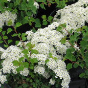 Sibirisk Spirea - Spiraea trilobata (triloba) (Storlek: busk C3,5)