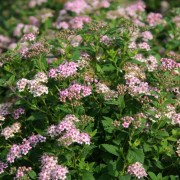 Dvärgpraktspirea - Spiraea japonica Little Princess (Nörholm) (Storlek: E-planta busk C3,5)