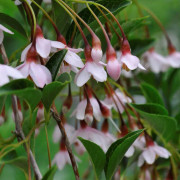 Styrax japonicus Pink Chimes, Japansk Storax