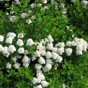 Girlandspirea - Spiraea nipponica Snowmound (Storlek: busk C3,5)