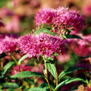 Rosenspirea - Spiraea japonica Anthony Waterer (Storlek: busk C3,5)