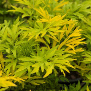 Fläder/Pelarfläder - Sambucus nigra Golden Tower ® (Storlek: C5)