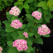 Amerikansk Praktspirea - Spiraea splendens (Storlek: busk C3,5)