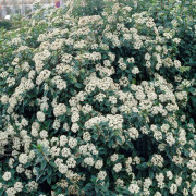 Vårolvon - Viburnum x juddii (Storlek: 40-50 C3)