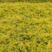 Krypen - Juniperus horizontalis Golden Carpet (Storlek: 20-25 C2)