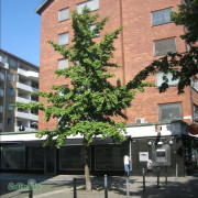 Ginkgoplantor