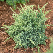 Enplantor