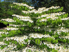 Japanolvon - Viburnum plicatum f. tomentosum Mariesii (Storlek: 40-50 C5)