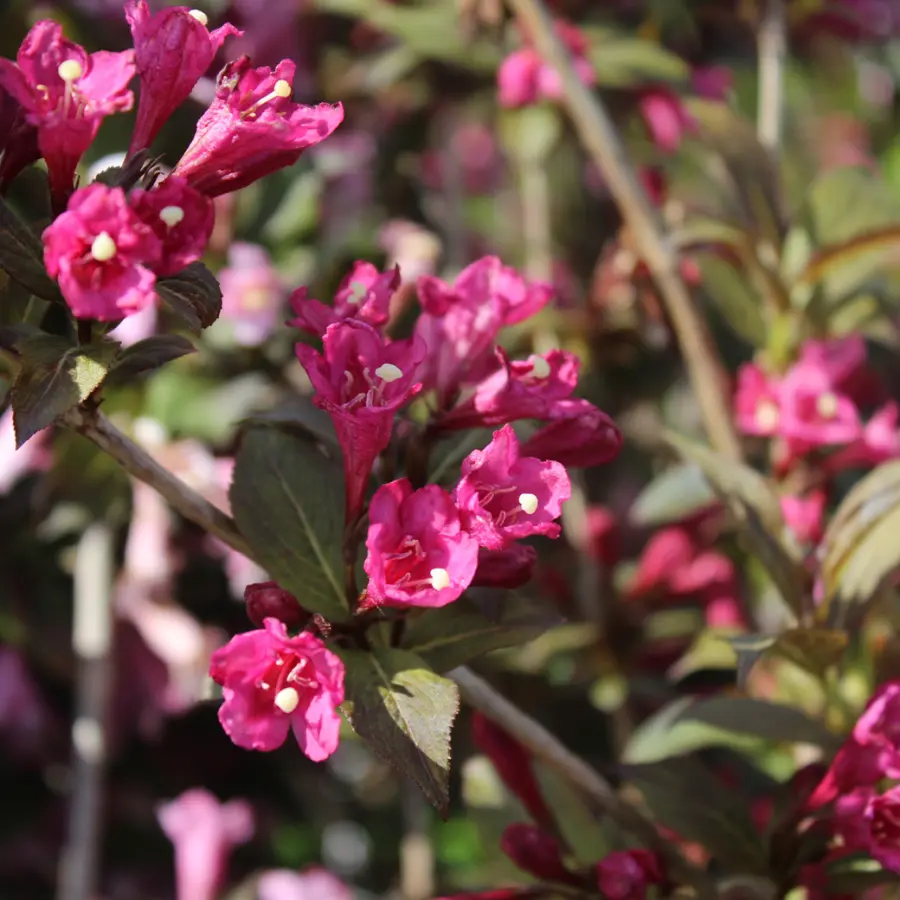 Rosenprakttry - Weigela florida Minor Black ® (Storlek: busk C3,5)