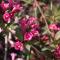 Rosenprakttry - Weigela florida Minor Black ® (Storlek: busk C3,5)