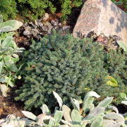 Vitgran - Picea glauca Echiniformis (Storlek: 15-20 C2)