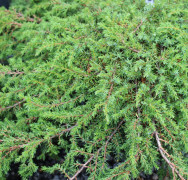 Krypen - Juniperus communis Green Carpet (Storlek: 25-30 co)