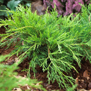 Trädgårdsen - Juniperus x pfitzeriana Old Gold (Storlek: 20-25 C2)
