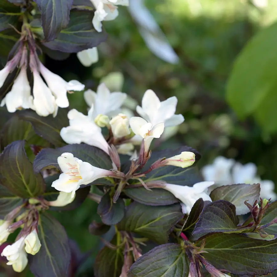 Prakttry - Weigela hybr. Ebony and Ivory ® (Storlek: 30-40 C3)