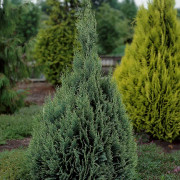 Ädelcypress - Chamaecyparis lawsoniana White Spot (Storlek: C2,3)