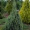 Ädelcypress - Chamaecyparis lawsoniana White Spot (Storlek: C2,3)