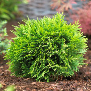 Klottuja - Thuja occidentalis Danica (Storlek: C2)