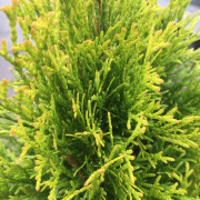 Gul Ädeltuja - Thuja occidentalis Golden Smaragd ® (Storlek: 35-40 C3)
