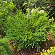 Juniperus horizontalis Andorra Compact, Amerikansk Krypen
