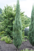 Röden - Juniperus scopulorum Blue Arrow (Storlek: 50-60 C3)