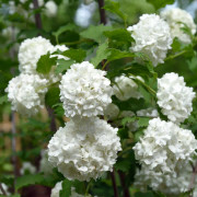 Snöbollsbuske - Viburnum opulus Roseum (Storlek: busk C3,5)