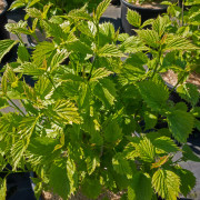 Tandolvon - Viburnum dentatum Blue Muffin ® (Storlek: 60-80 C7,5)