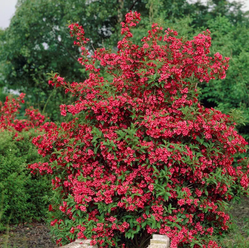 Prakttry - Weigela hybr. Red Prince (Storlek: busk C3,5)