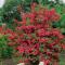 Prakttry - Weigela hybr. Red Prince (Storlek: busk C3,5)