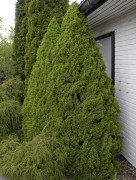 Sockertoppsgran - Picea glauca Conica (Storlek: 50-60 C3)