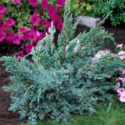 Himalayaen - Juniperus squamata Meyeri (Storlek: 20-25 C2)