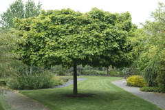 Klotlönn - Acer platanoides Globosum (Storlek: 150 stam co)