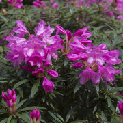 Rododendron - Rhododendron ponticum hybr. Graziella (Storlek: 30-40 C5)