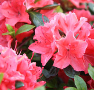 Japansk Azalea - Rhododendron aronense Satschiko (Geisha Orange) (Storlek: 20-25 C2)