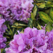 Rododendron - Rhododendron hybr. Blattgold (Storlek: 25-30 C4)