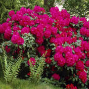 Parkrododendron - Rhododendron catawbi. Nova Zembla (Storlek: 30-40 C5)