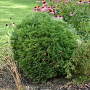 Klottuja - Thuja occidentalis Tiny Tim (Storlek: 25-30 co)