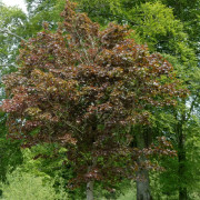 Röd Klotlönn - Acer platanoides Crimson Sentry (Storlek: 200 stam 6-8 C15)