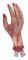 Avhuggen Hand 30cm
