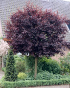 Blodplommon - Prunus cerasifera Nigra (Storlek: 120 stam co)
