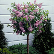 Dvärgsyren - Syringa meyeri Palibin (Storlek: 100 stam C10)