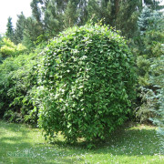 Hängsälg - Salix caprea Kilmarnock / Pendula (Storlek: 120 stam C7,5)