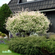 Japansk Dvärgpil /Eukalyptusvide - Salix integra Hakuro Nishiki (Storlek: 150 stam C5)