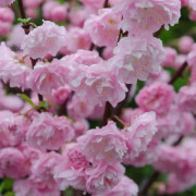 Rosenmandel - Prunus triloba (Storlek: 80 stam co)