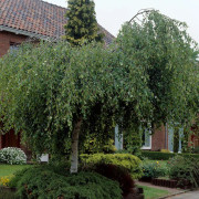Björkplantor