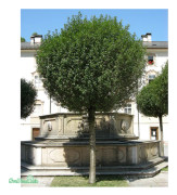 Klotkörsbär - Prunus x eminens Umbraculifera (Storlek: 150 stam C15)