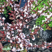 Svartplommon - Prunus cistena (Storlek: 100-120 stam co)