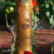 Näverhägg - Prunus maackii Amber Beauty (Storlek: utr 150-200 co)
