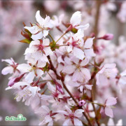 Kurilerkörsbär - Prunus nipponica Ruby (Storlek: 80 stam co)