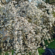 Tokyokörsbär - Prunus x yedoensis Ivensii (Storlek: 120 stam C7,5)