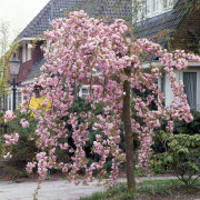 Japansk Hängkörsbär - Prunus (Sato-zakura-Gruppen) Kiku-shidare-zakura (Storlek: 120 stam co)